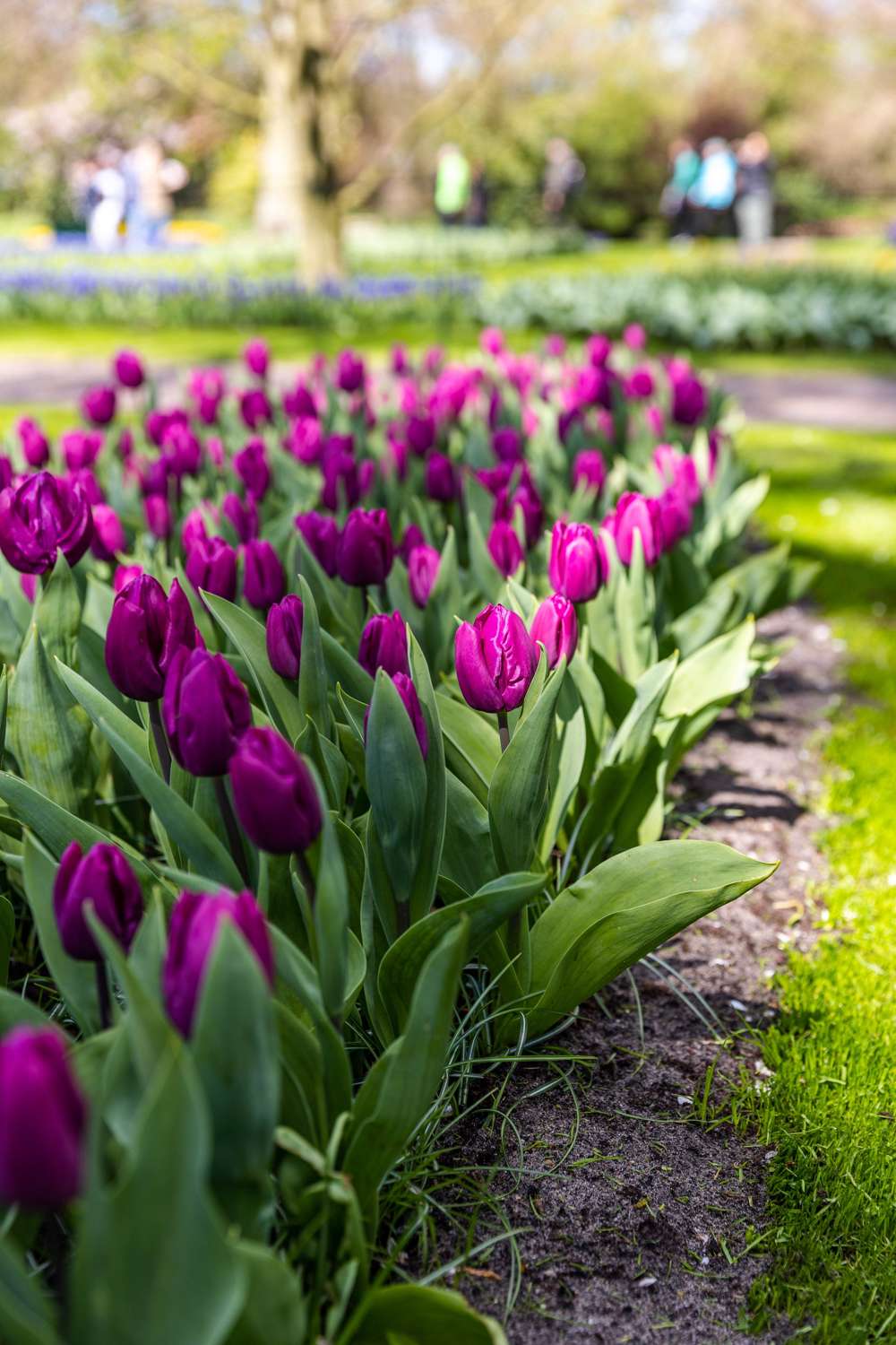 Tulipan 'Purple Prince'
